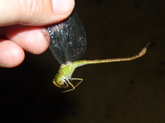 Triacanthagyna septima