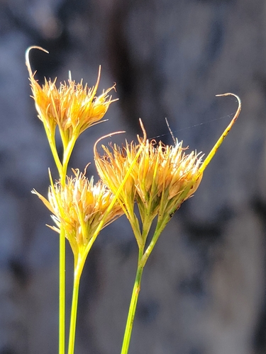 Chapman's beaksedge (Rhynchospora chapmanii)