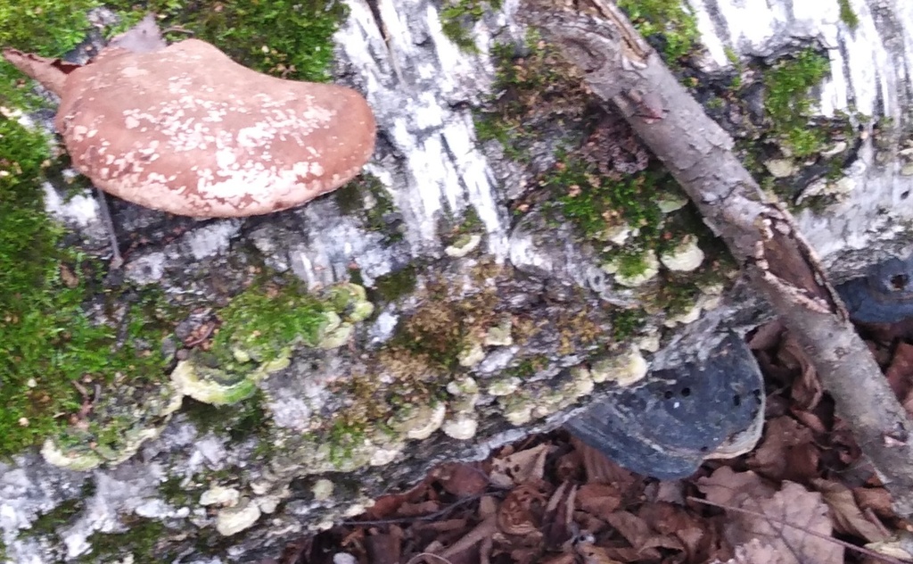 Fomitopsis betulina · November 2025 · photo: © nikolay_sobolev (iNaturalist, cc-by)