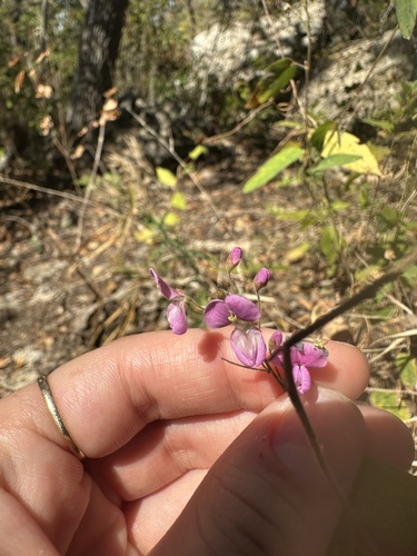 Simpleleaf Ticktrefoil (Desmodium psilophyllum)