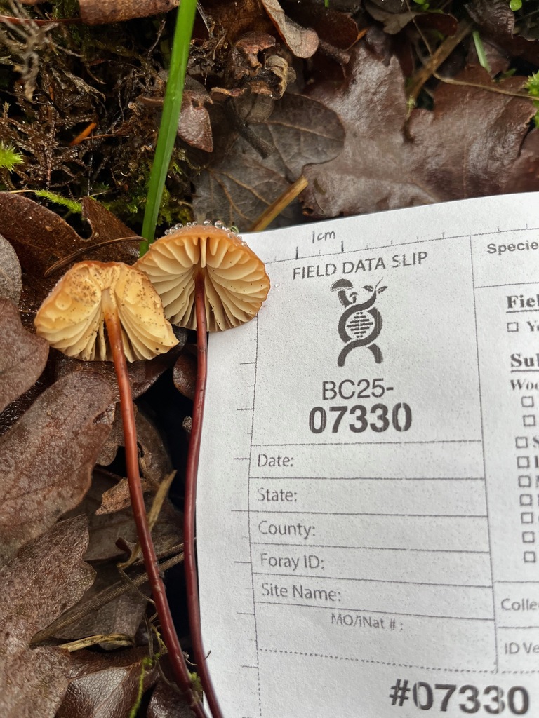 Marasmius plicatulus · November 2025 · photo: © enspring (iNaturalist, cc0)