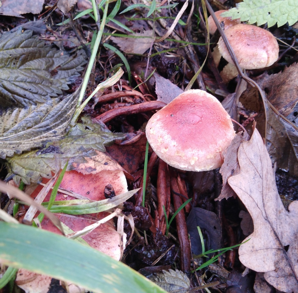 Hypholoma lateritium · November 2025 · photo: © nikolay_sobolev (iNaturalist, cc-by)