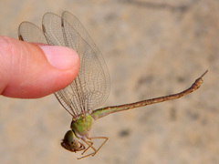 Triacanthagyna septima