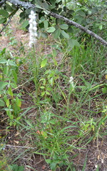 Cyphocarpa angustifolia