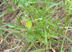 Cyphocarpa angustifolia