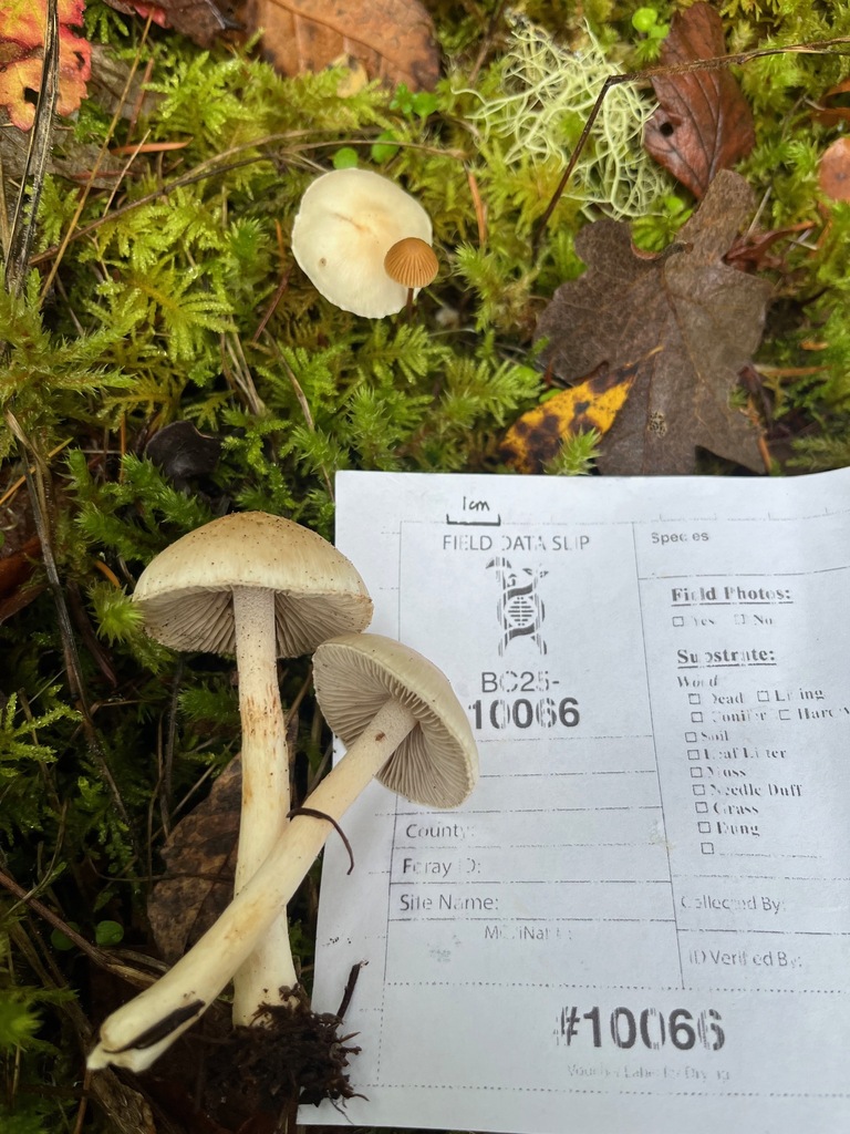 Inocybe sp. 'whitei-PNW07' · November 2025 · photo: © enspring (iNaturalist, cc0)