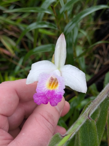 Arundina graminifolia observed 2025-11-09