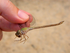 Triacanthagyna septima