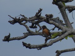 Saroglossa spilopterus