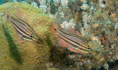 Ostorhinchus limenus