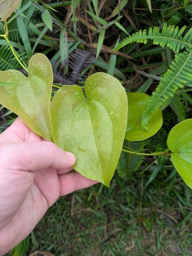Smilax melastomifolia observed 2025-11-09