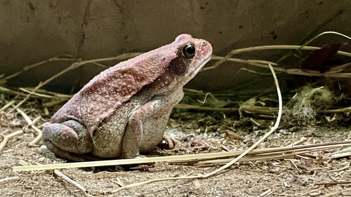African Red Toad