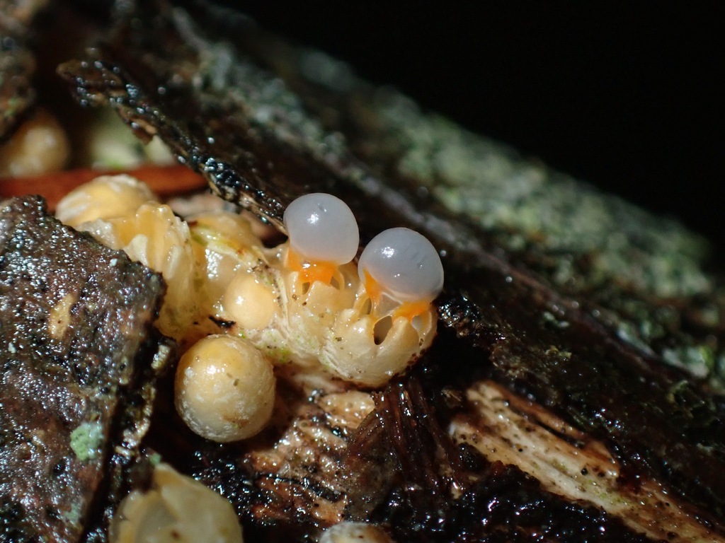 Sphaerobolus stellatus · November 2025 · photo: © enspring (iNaturalist, cc0)