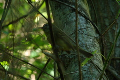 Phylloscartes ventralis