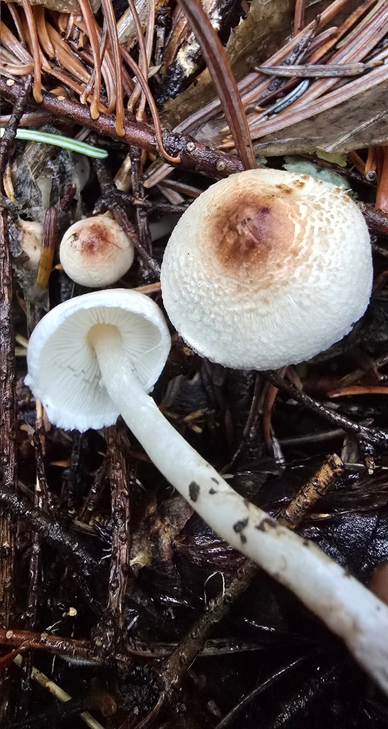 Lepiota sp. 'WA01' · November 2025 · photo: © leannestacy (iNaturalist, cc0)