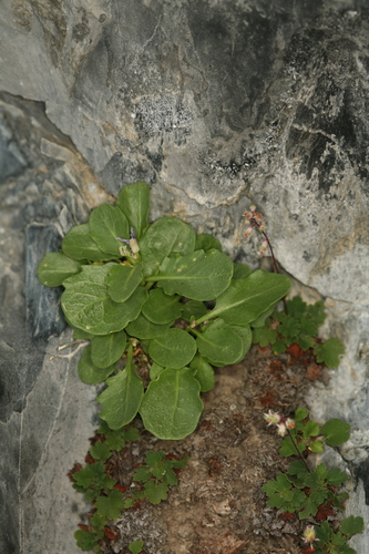 Jaeger's Caulostramina (Hesperidanthus jaegeri)