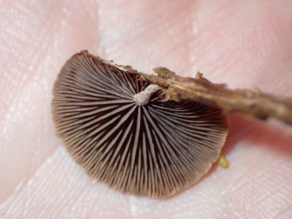 Deconica horizontalis · November 2025 · photo: © enspring (iNaturalist, cc0)