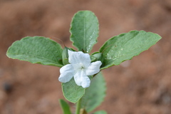 Ruellia patula