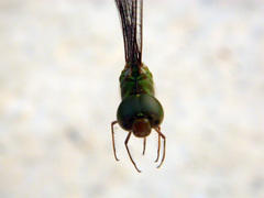 Triacanthagyna septima