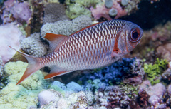 Myripristis violacea