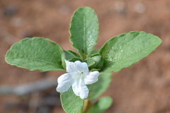 Ruellia patula
