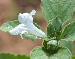 Ruellia patula
