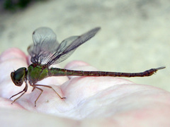 Triacanthagyna septima