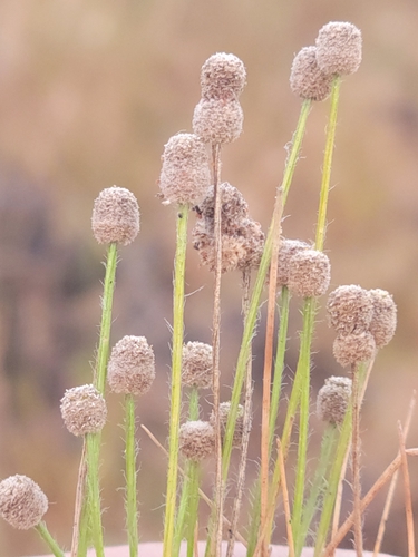 Small's Bogbutton (Paepalanthus minor)