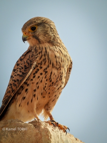 Eurasian Kestrel