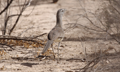 Chunga burmeisteri