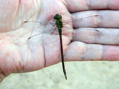 Triacanthagyna septima