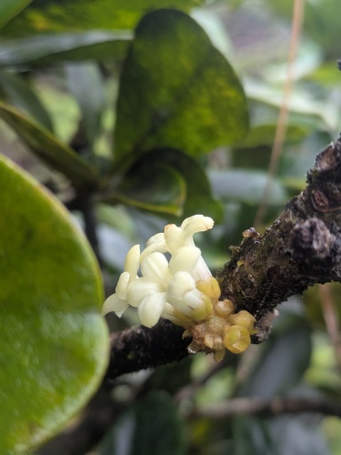 Pittosporum glabrum observed 2025-11-09