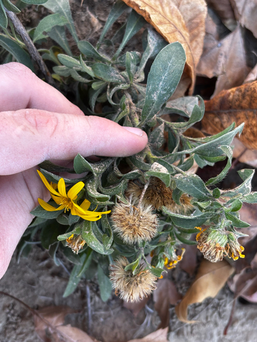 Heterotheca camporum, photograph 6
