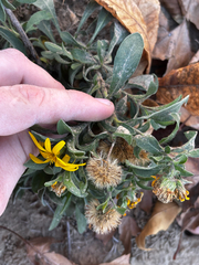Heterotheca camporum, photograph (c) Chris Stahl, some rights reserved (CC BY)