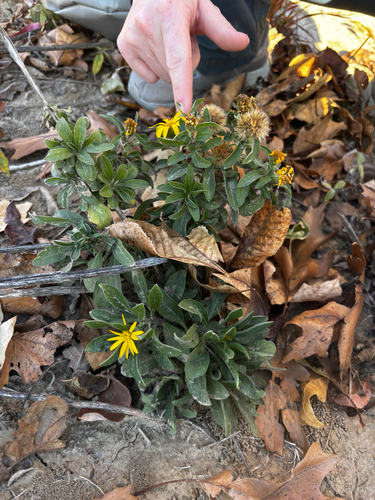 lemonyellow false goldenaster (Heterotheca camporum)