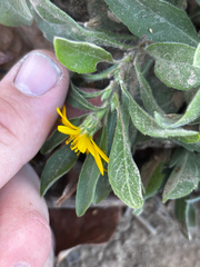 Heterotheca camporum, photograph (c) Chris Stahl, some rights reserved (CC BY)