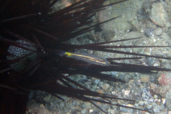 Cheilodipterus isostigma