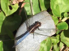 Orthetrum glaucum