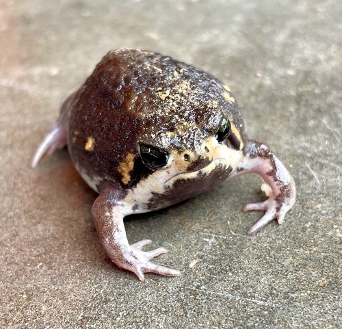 Power's Rain Frog