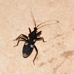 Acanthaspis obscura