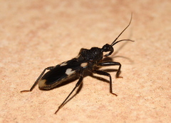 Acanthaspis obscura