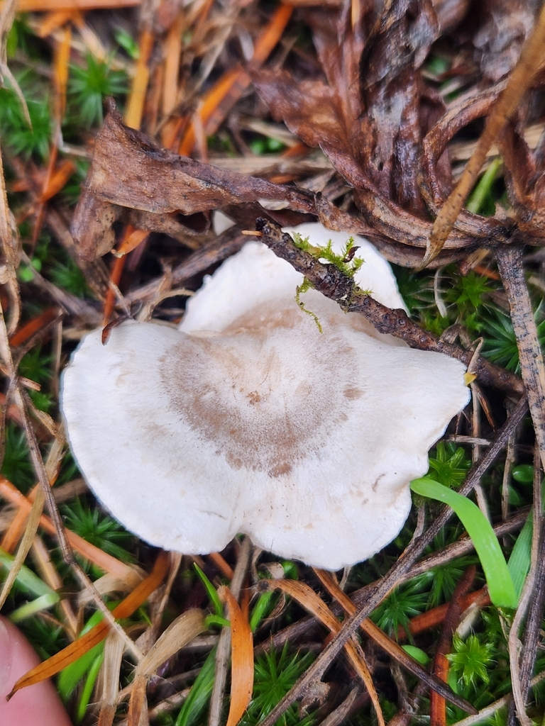 Clitocybe sp. 'rivulosa-PNW07' · November 2025 · photo: © lytiic (iNaturalist, cc-by-nc)