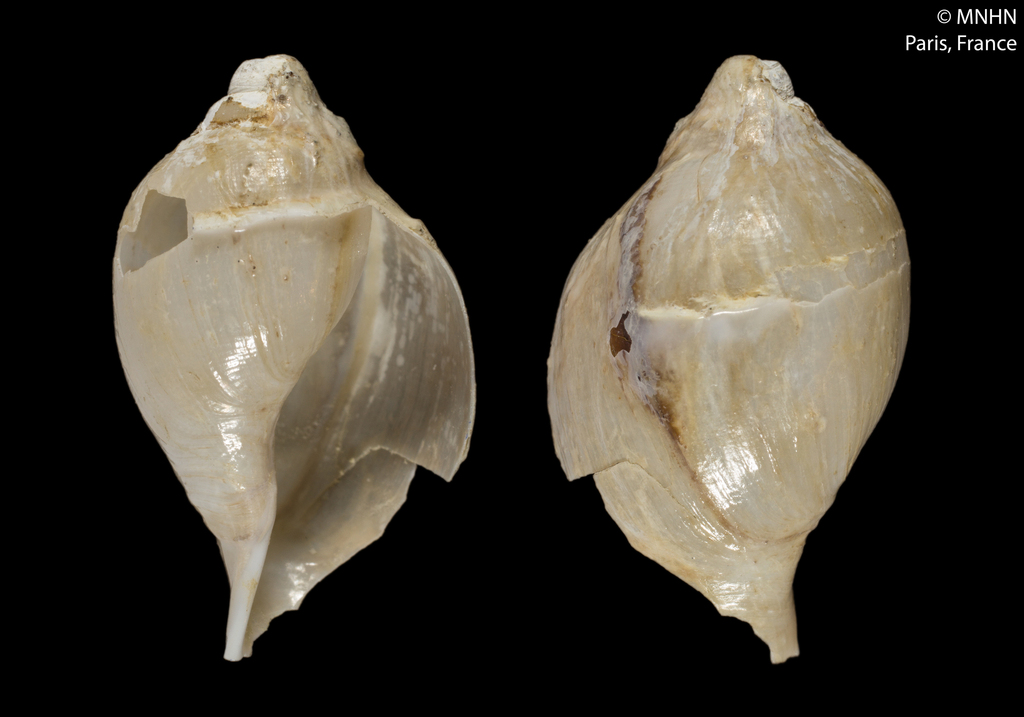 Harpovoluta charcoti