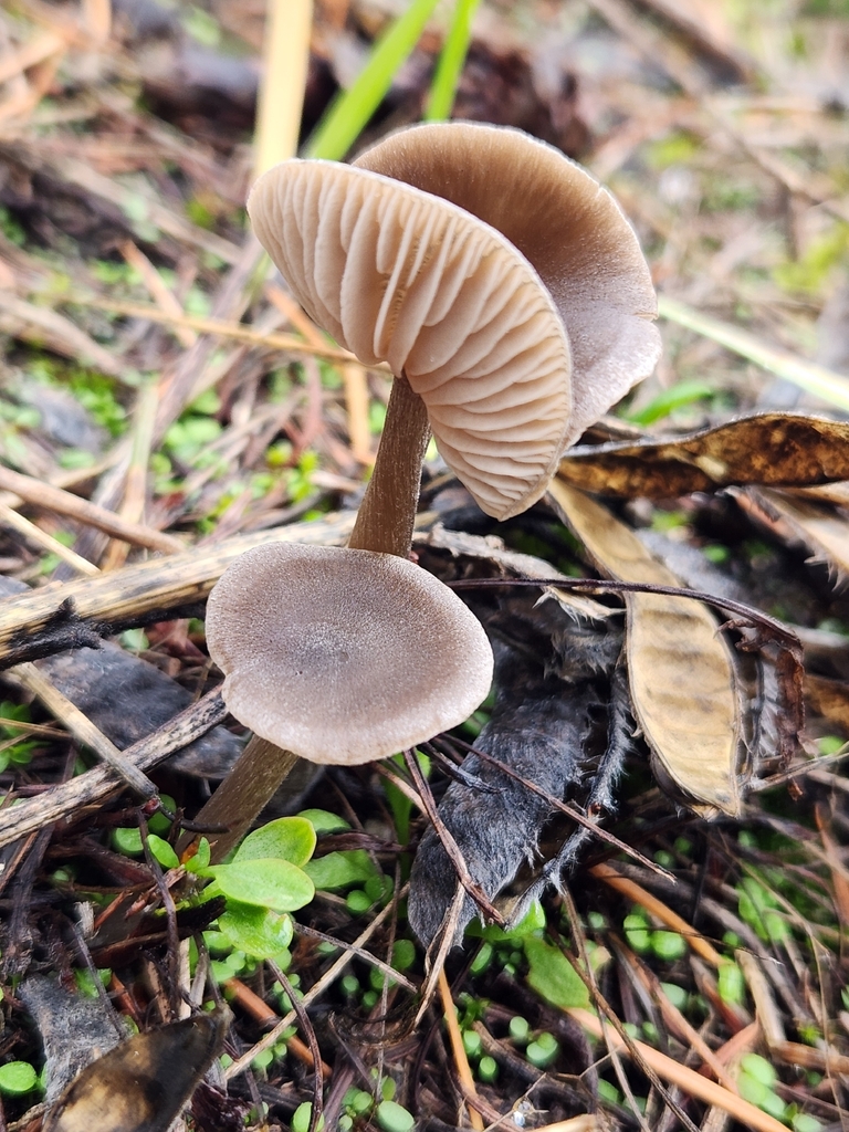 Nolanea edulis concentrica · November 2025 · photo: © lytiic (iNaturalist, cc-by-nc)