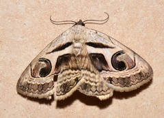Cometaster pyrula