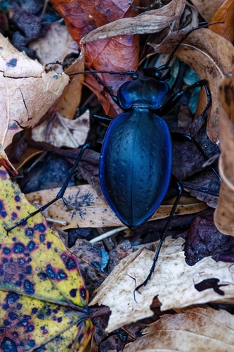 Sylvan Worm and Slug Hunter photo 4