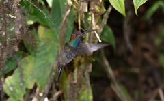 Urochroa bougueri