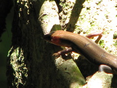 Plestiodon sumichrasti