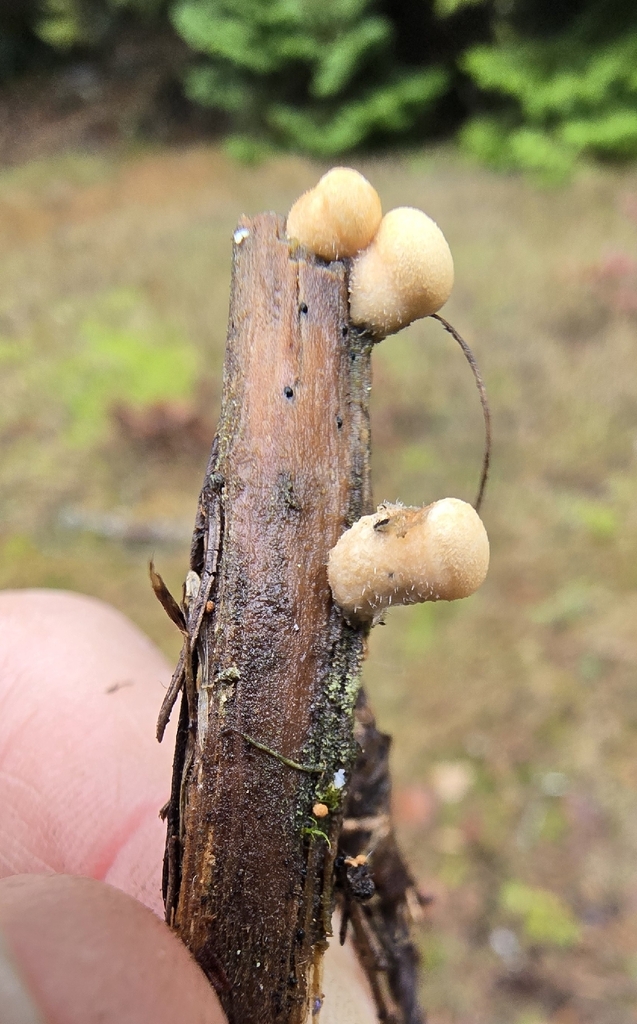 Nidula niveotomentosa · November 2025 · photo: © leannestacy (iNaturalist, cc0)