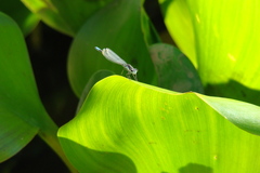 Cyanallagma bonariense